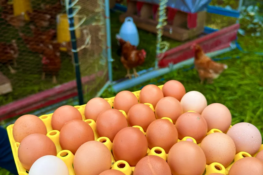 Tray of freshly collected brown eggs held over the grass beside the coop