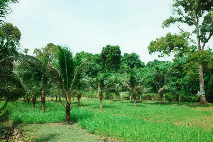 Free-roaming hens and a rooster foraging in long grass under palm trees