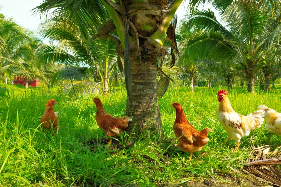 Hens' pasture of fresh tropical grass dotted with palm trees